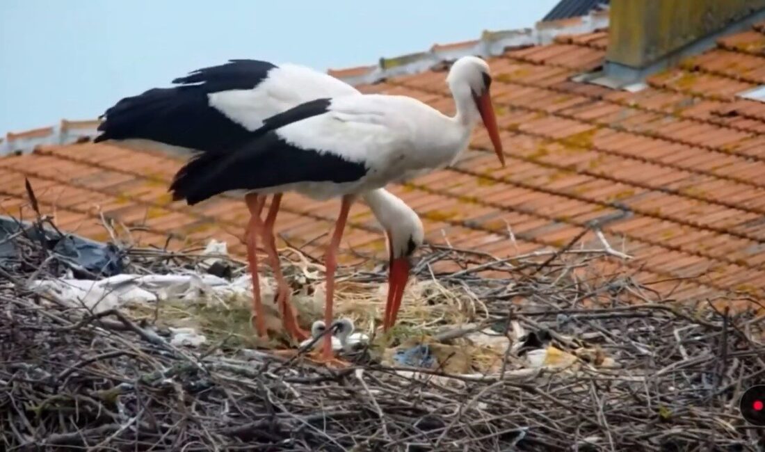 Yaban hayatı fotoğrafçısı Alper Tüydeş, halkalama çalışmaları sırasında bacağını sakatlayan