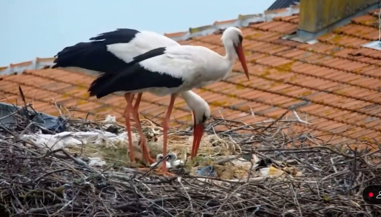 Yaban hayatı fotoğrafçısı Alper Tüydeş, halkalama çalışmaları sırasında bacağını sakatlayan