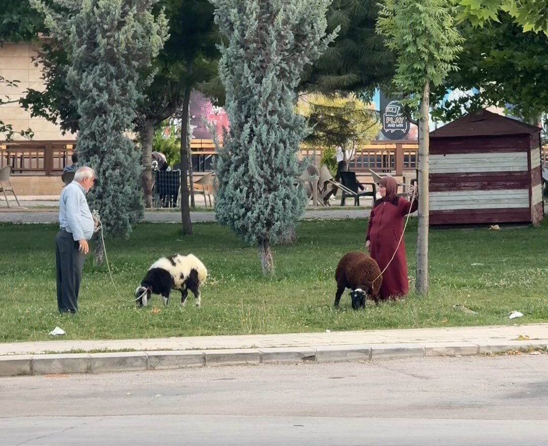 Elazığ’da yaşlı çiftin besledikleri koyunları tasma takarak gezdirmesi renkli görüntüler