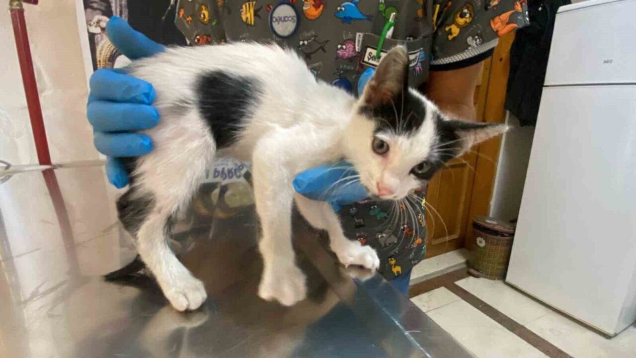 Düzce’de araçtan düşen ve çeşitli yerlerinden yaralanan yavru kedi, duyarlı