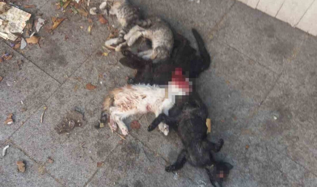 Maltepe’de 6 yavru kedi öldürülmüş olarak bulundu. Olayla ilgili 1
