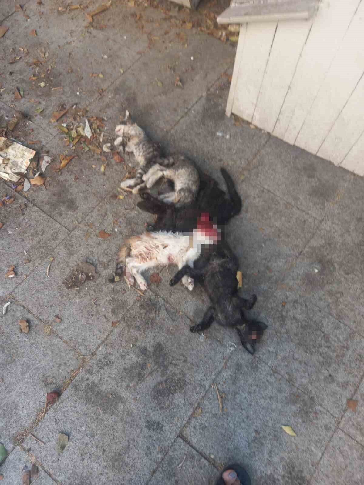 Maltepe’de 6 yavru kedi öldürülmüş olarak bulundu. Olayla ilgili 1