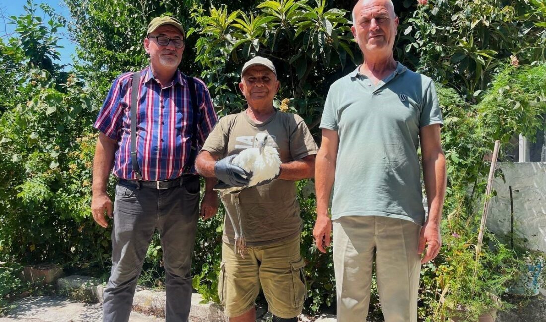 Aydın’da duyarlı vatandaşlar ve EKODOSD’un müdahaleleriyle, yuvadan düşen yavru leylek