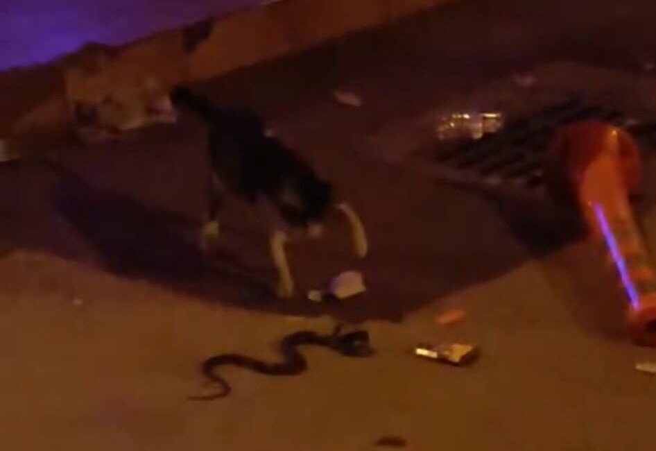 Bursa’nın İnegöl ilçesinde yılan ile kedi arasında yaşanan kavga, cep