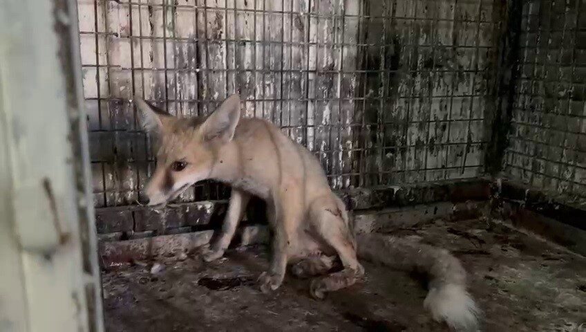 Erzurum’un Uzundere ilçesinde görev yapan Aras Elektrik şefi Derviş Tosun,