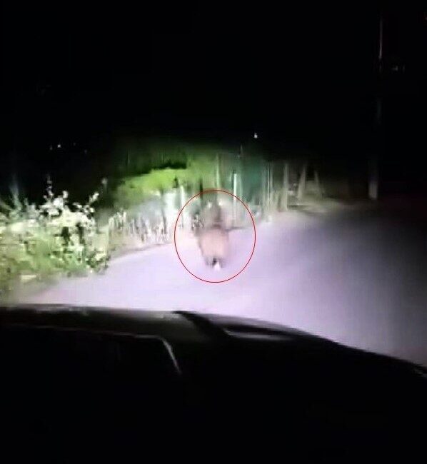 Sakarya’nın Sapanca ilçesinde yola inen yavru ayı, bir vatandaş tarafından