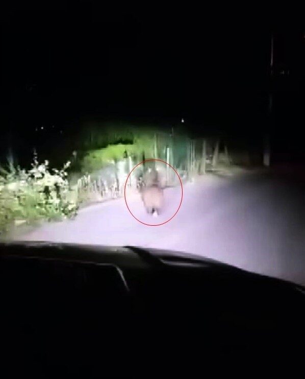 Sakarya’nın Sapanca ilçesinde yola inen yavru ayı, bir vatandaş tarafından