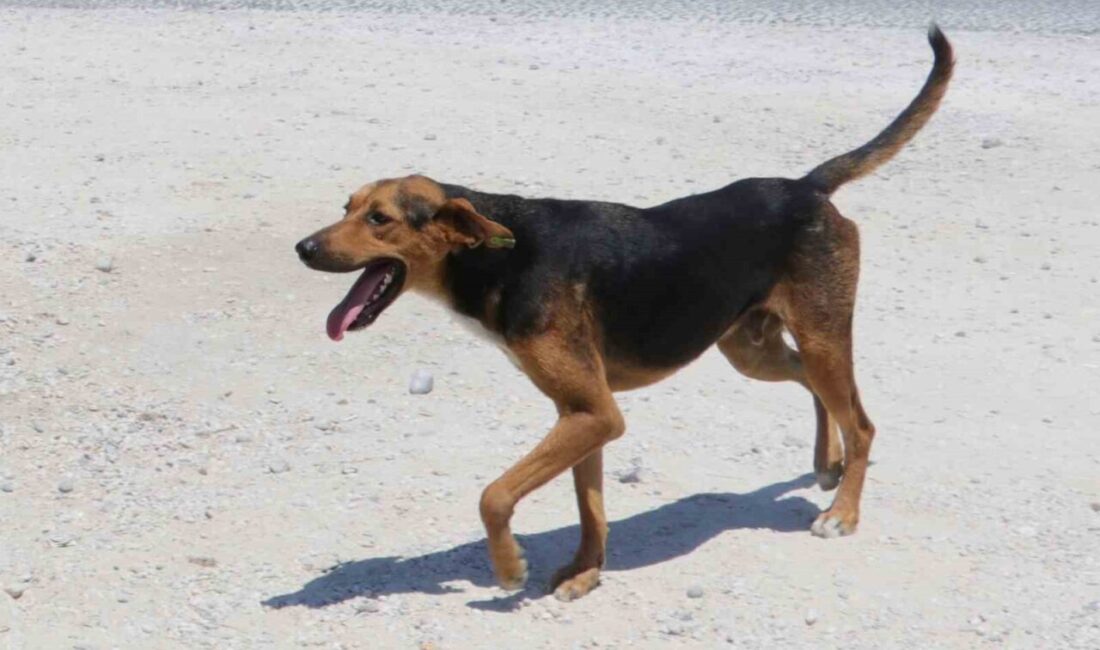 Yozgat’ın Yenifakılı ilçesinde sahipli köpeklerini başıboş bırakan kişiye idari para