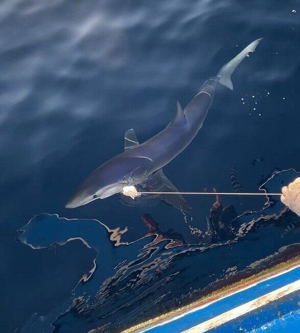 Çanakkale’nin Gökçeada ilçesinde geçtiğimiz yıllarda Yunanistan Sahil Güvenlik unsurlarına kafa