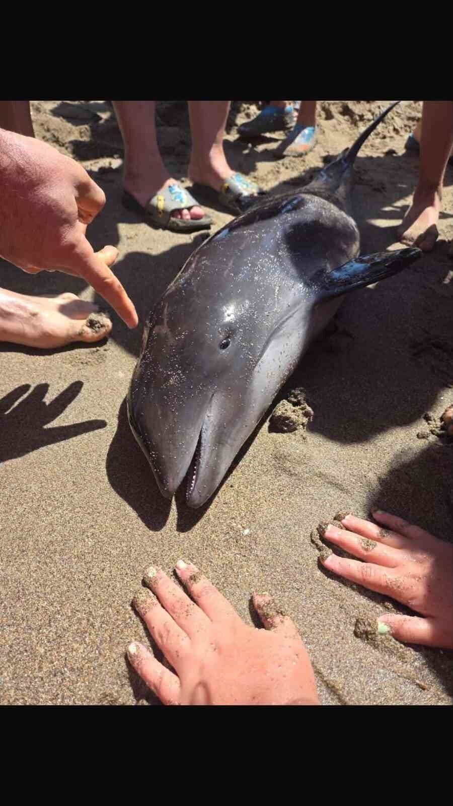 Bursa’nın Karacabey ilçesi Yeniköy Boğazı’nda karaya vuran cansız yunus, vatandaşlar