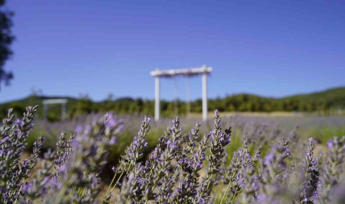 Yunusemre Belediyesinin Ortaköy Mahallesi’nde 7 bin metrekare alan üzerinde hayata