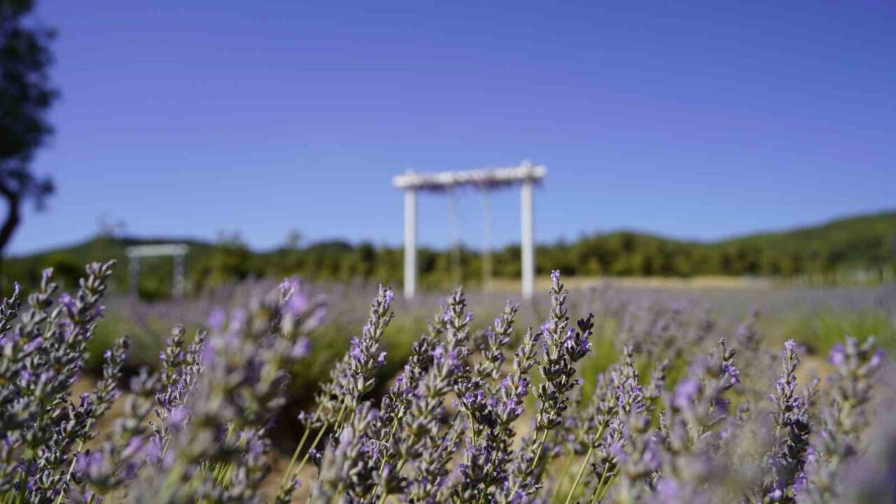 Yunusemre Belediyesinin Ortaköy Mahallesi’nde 7 bin metrekare alan üzerinde hayata