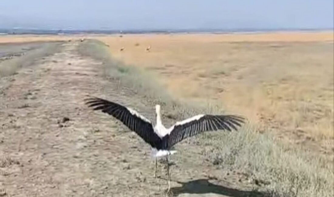 Isparta’nın Keçiborlu ilçesi Senir beldesinde yuvadan düşen leylek, vatandaşların duyarlılığı