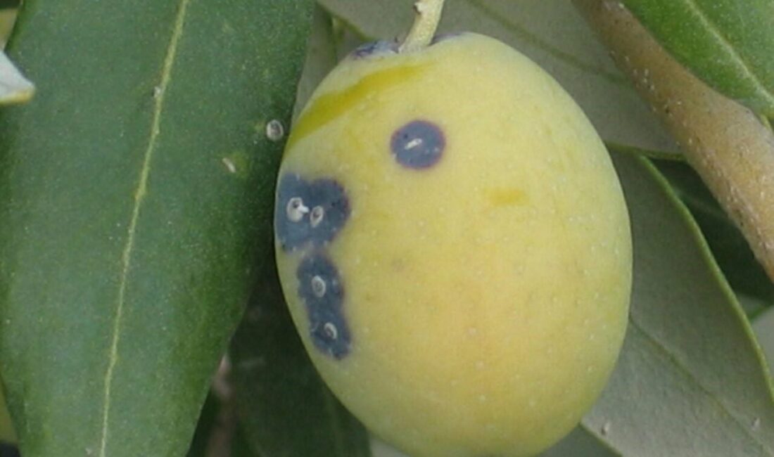 Manisa’nın Salihli İlçe Tarım ve Orman Müdürlüğü, zeytin üreticilerini “Zeytin