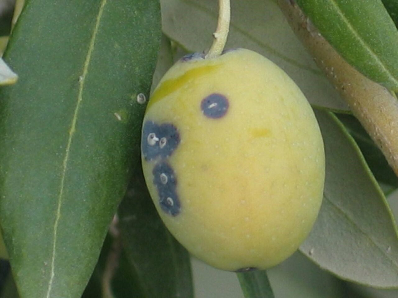 Manisa’nın Salihli İlçe Tarım ve Orman Müdürlüğü, zeytin üreticilerini “Zeytin