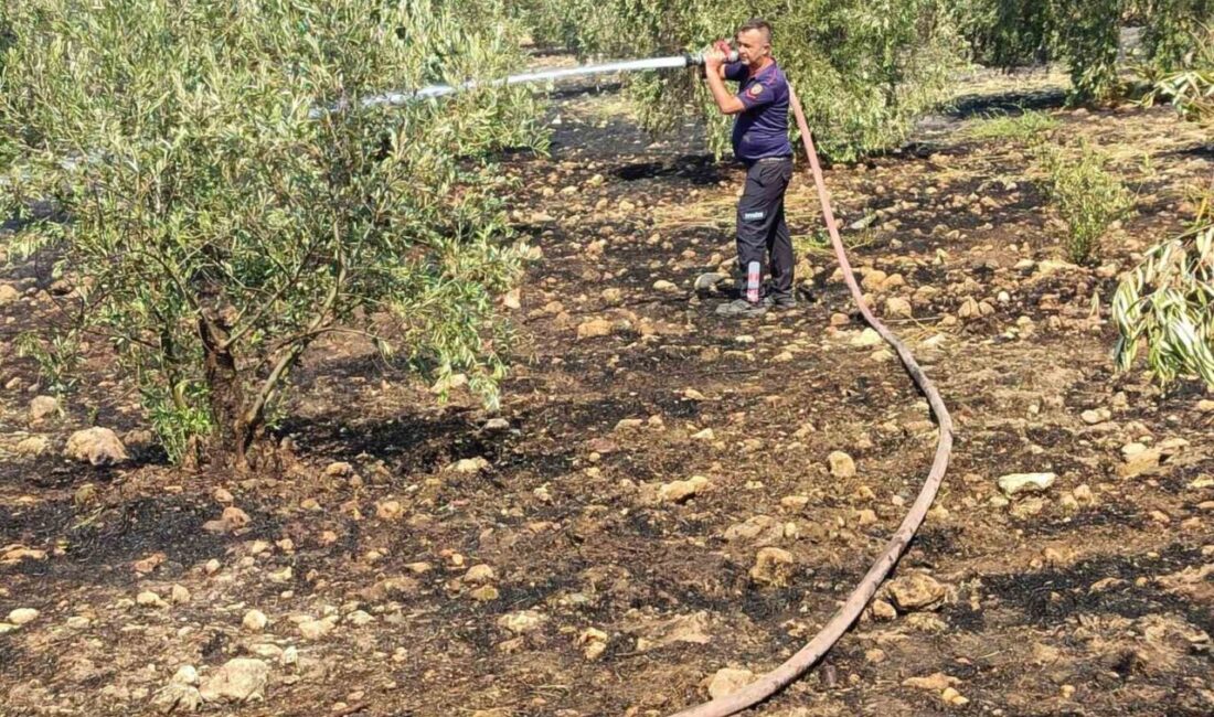 Aydın’ın Bozdoğan ilçesindeki bir zeytinlik alanda çıkan yangın Aydın Büyükşehir