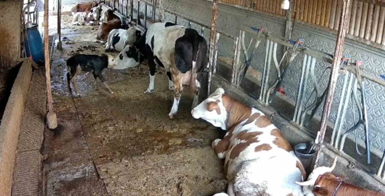 Balıkesir’de bir ahırda kendi başına doğum yapan inek ile buzağının