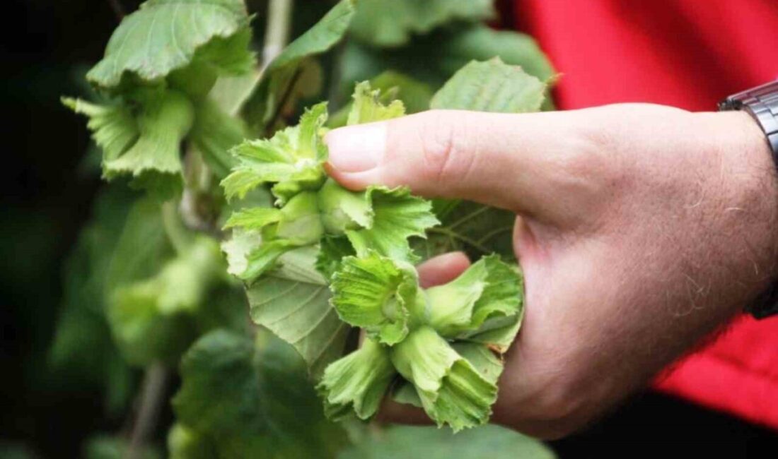 SAMSUN (İHA) – Zirai don ve zararlılar Türkiye’de birçok fındık