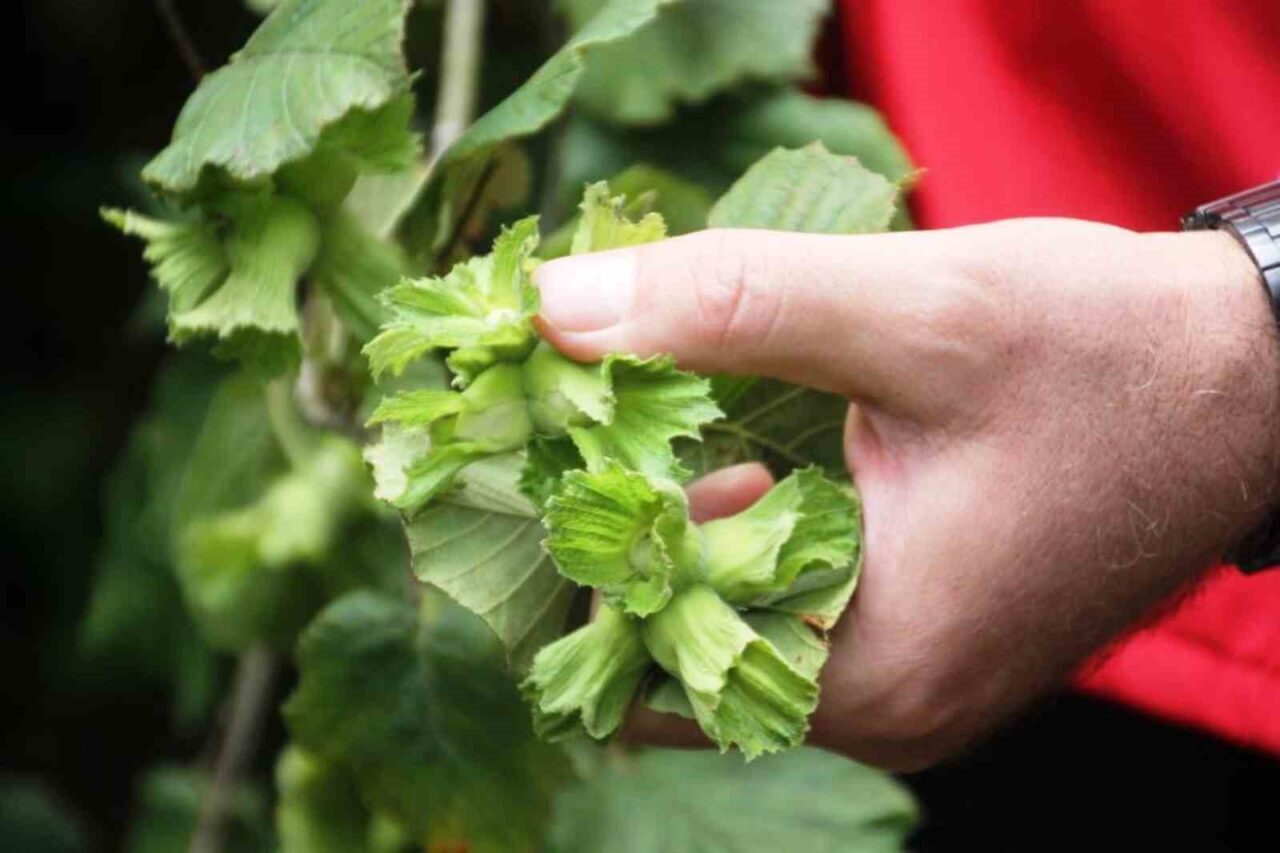 SAMSUN (İHA) – Zirai don ve zararlılar Türkiye’de birçok fındık