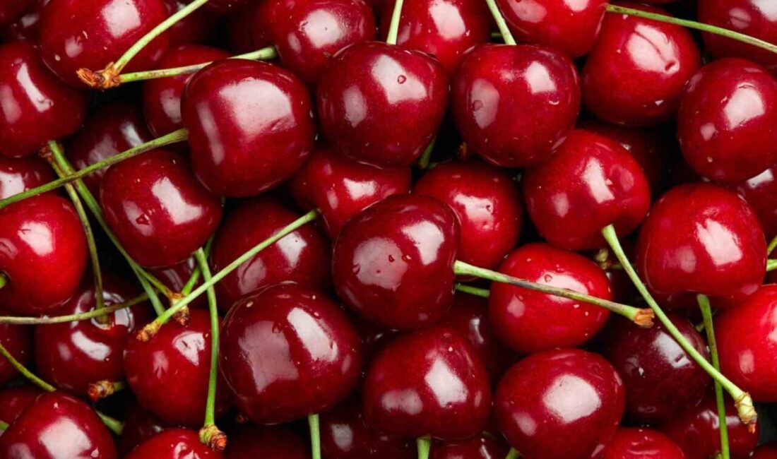 Türkiye’nin en önemli kiraz üretim merkezlerinin başında gelen Aydın ve