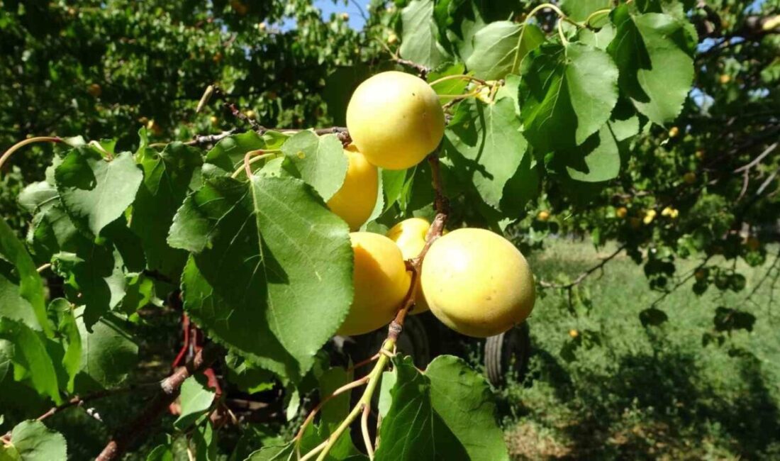 Malatya Ticaret Borsası Başkanı Ramazan Özcan, 12 Nisan’da yaşanan zirai