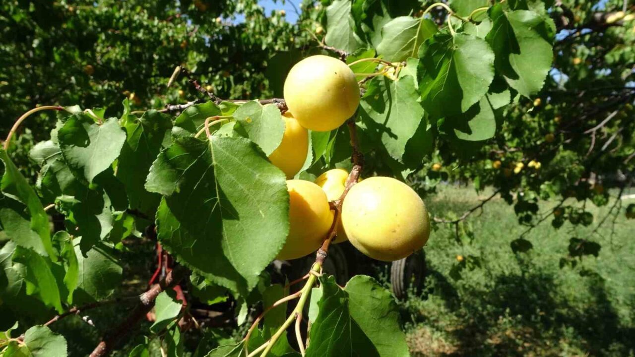 Malatya Ticaret Borsası Başkanı Ramazan Özcan, 12 Nisan’da yaşanan zirai