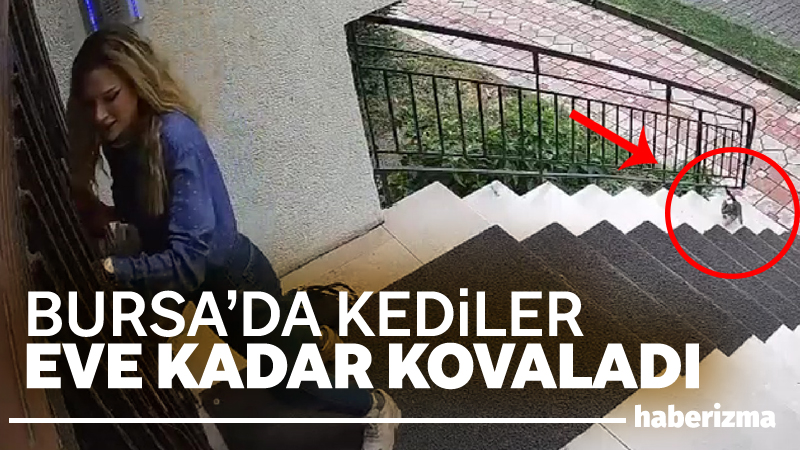 Bursa’da işe gitmek için evden çıkan kadın, karşısında minik kedileri