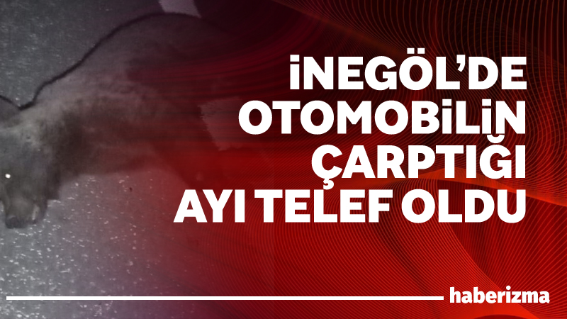 Bursa’nın İnegöl ilçesinde, otomobilin çarptığı yavru ayı telef oldu. Kaza