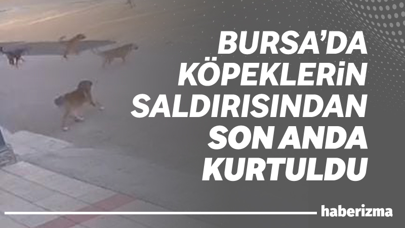 Bursa’da sokak ortasında iki kişi, sahipsiz köpeklerin saldırısına uğradı. Saldırıdan