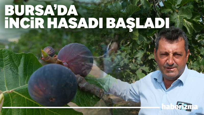 Bursa’nın AB’den coğrafi işaret tescilli Bursa siyahı incirinde hasat ve ihracat