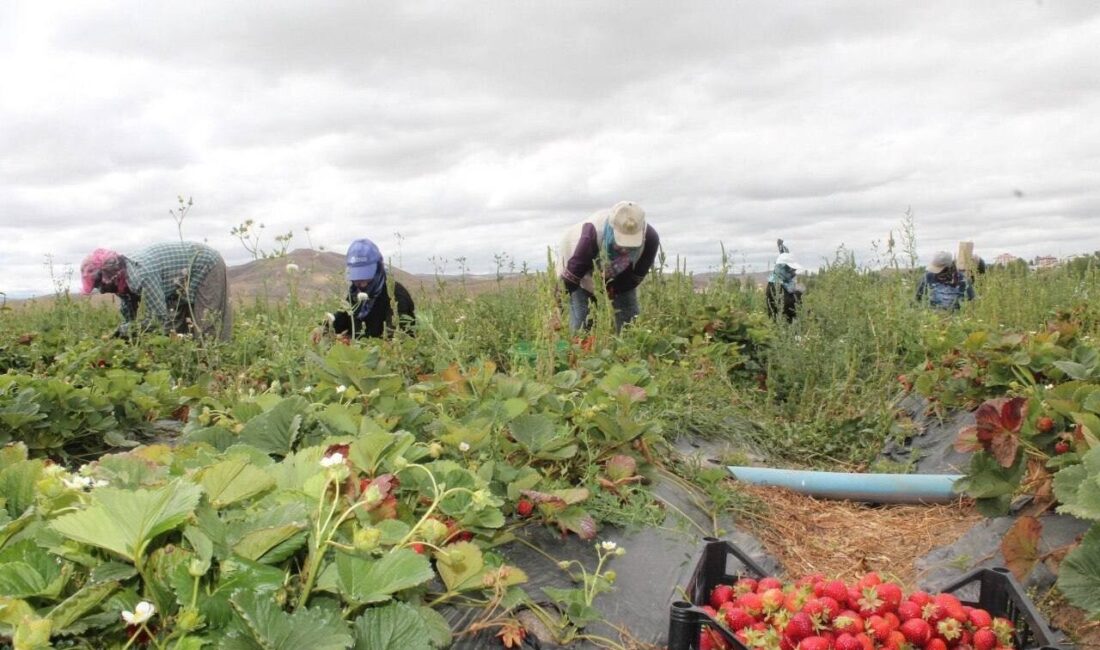 Ziraat Mühendisi Emine Çetrez, “Bayburt’ta neden çilek yetişmesin” diyerek Demirözü