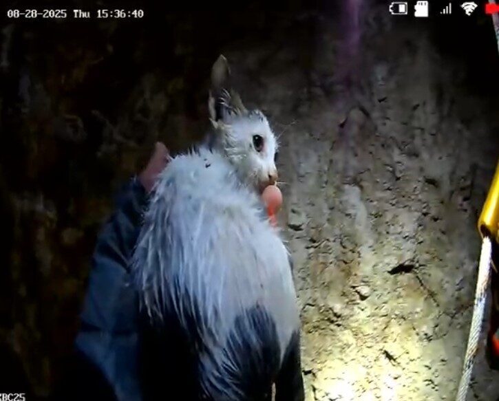 Mersin’de yaklaşık 20 metre derinliğindeki kuyuya düşen yavru kedi itfaiye