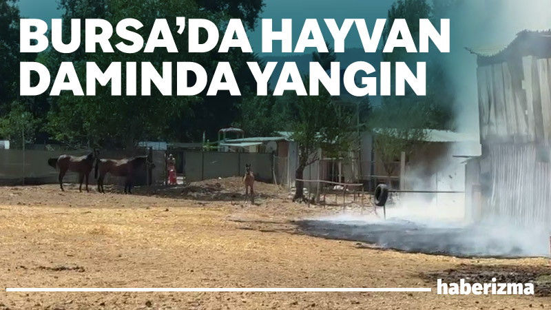 Bursa’nın Nilüfer ilçesinde bir çiftliğin hayvan damında çıkan yangında 1