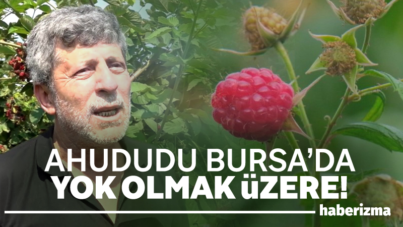 BURSA-Ahududu üretiminin yüzde 85’inin yapıldığı Bursa’nın Kestel ilçesinde bu orman