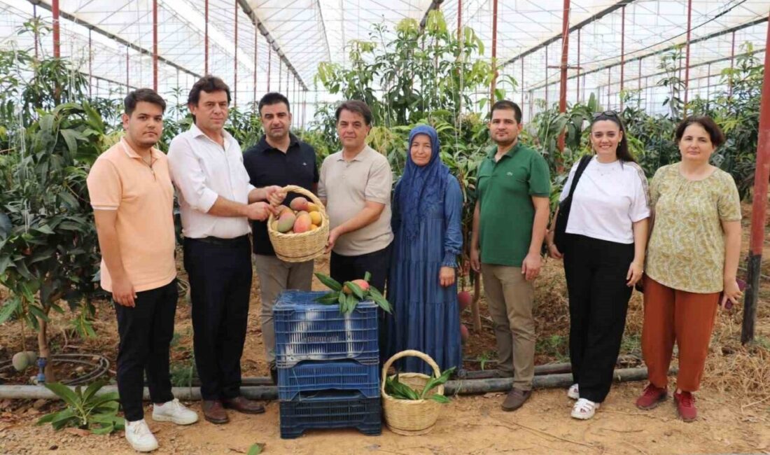 Antalya’nın Gazipaşa ilçesinde mango hasadı başladı. Aynı gün, ilçede üretilen