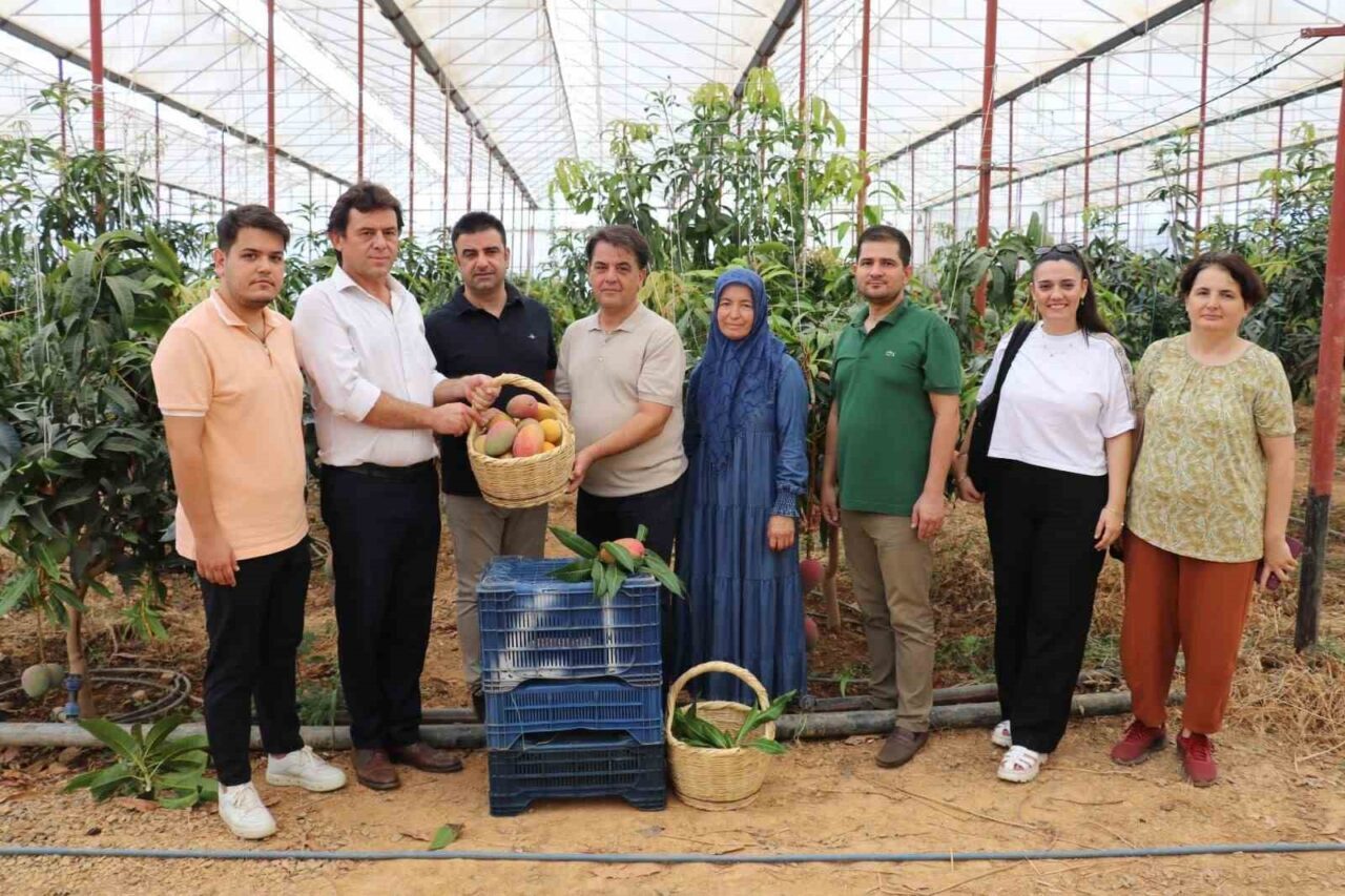Antalya’nın Gazipaşa ilçesinde mango hasadı başladı. Aynı gün, ilçede üretilen