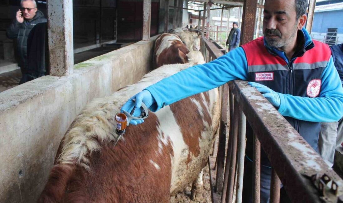 Düzce(İHA) – Düzce İl Tarım ve Orman Müdürlüğü, hayvancılık alanında