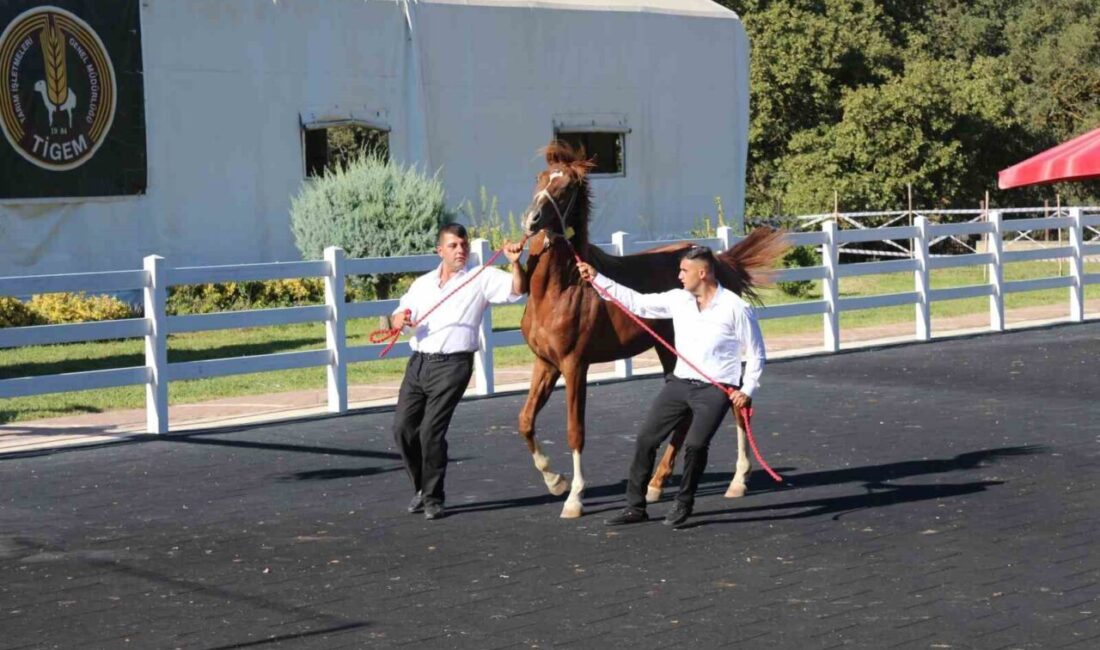 Bursa’daki Karacabey Harası’nda 58 tayın satışından 25 milyon 225 bin