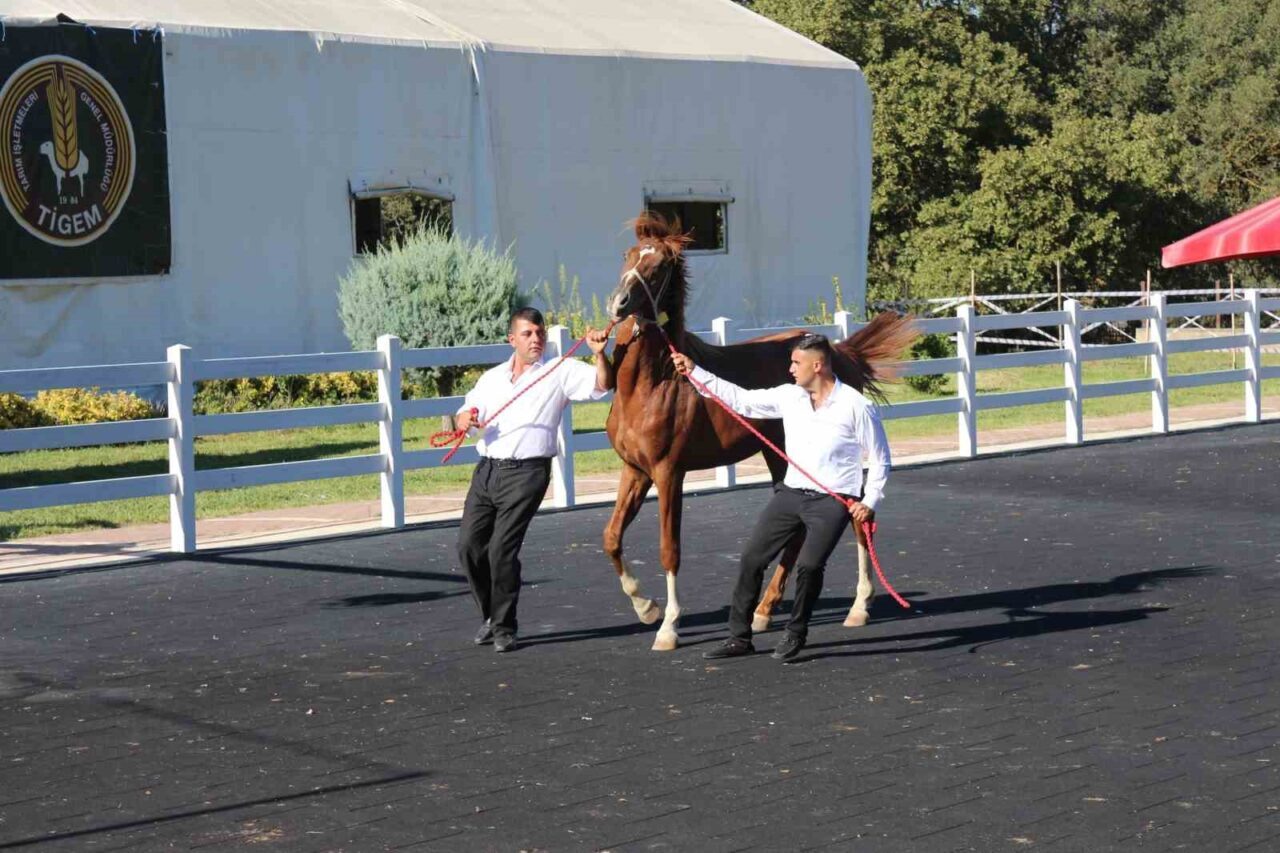 Bursa’daki Karacabey Harası’nda 58 tayın satışından 25 milyon 225 bin