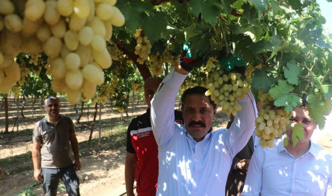 Türkiye’nin bereketli topraklarından olan Hatay’da 85 bin ton rekolte beklenen