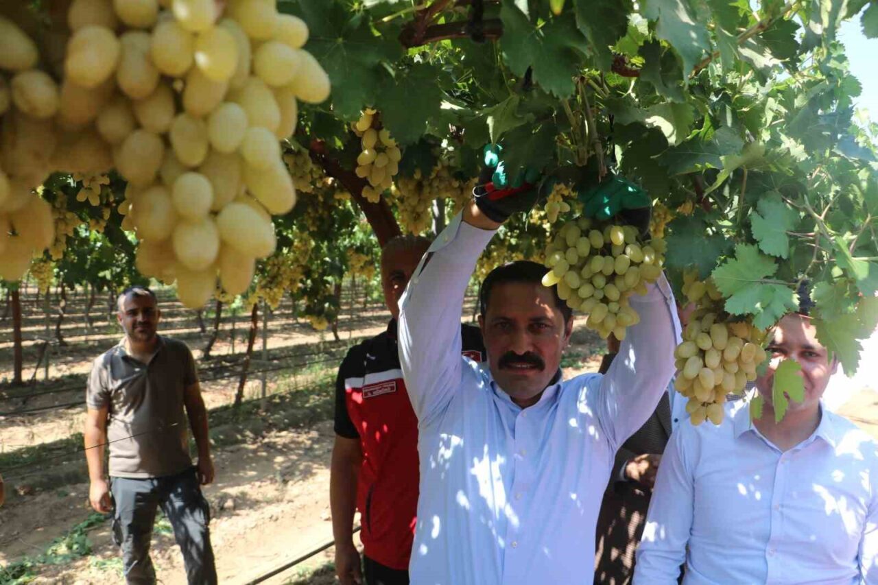 Türkiye’nin bereketli topraklarından olan Hatay’da 85 bin ton rekolte beklenen