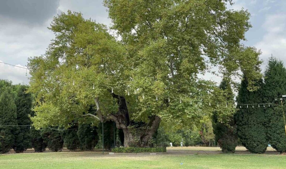Kocaeli’nin Kartepe ilçesinde görkemli yapısıyla ilgi çeken 930 yıllık çınar