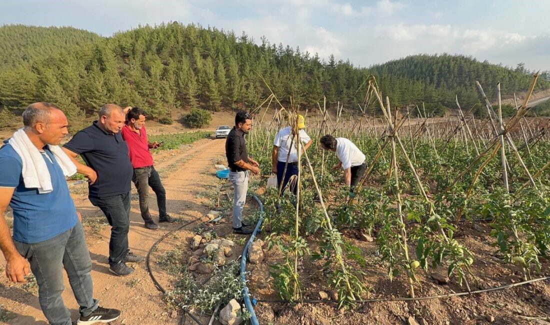 Adana’nın Kozan ilçesine bağlı Salmanlı Mahallesi’nde atıl durumdaki araziler, köylülerin