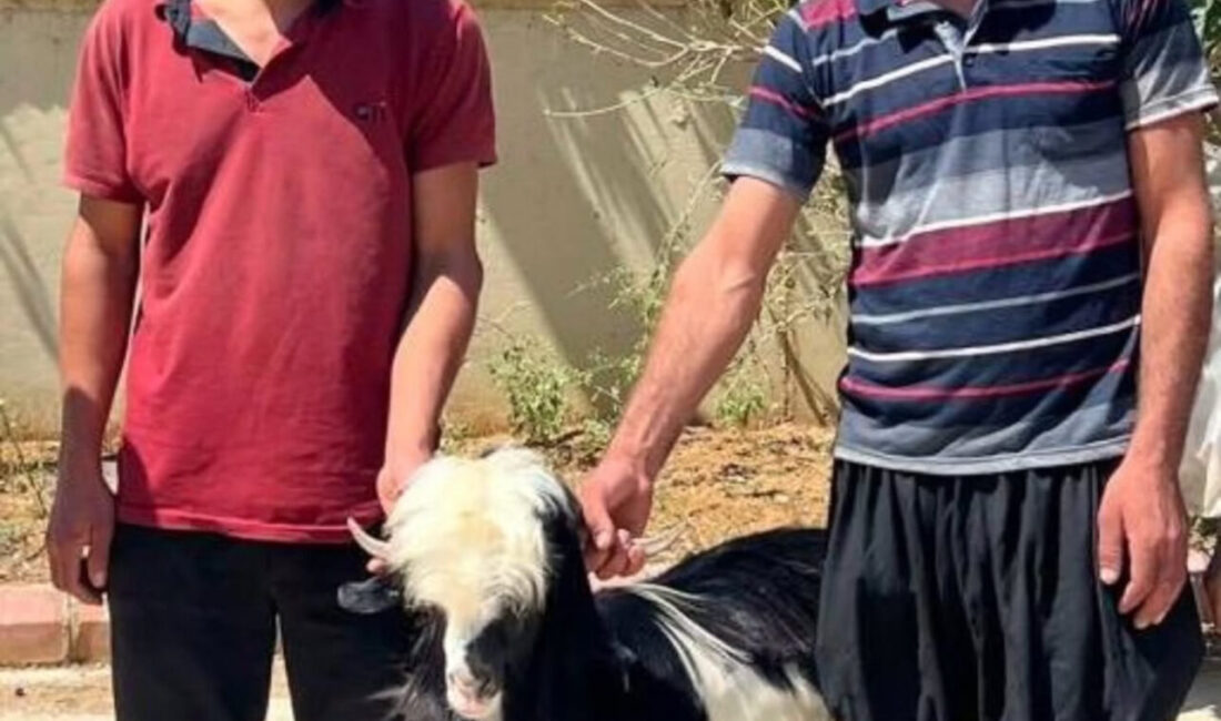 Adana’nın Kozan ilçesinde jandarma ekipleri, keçi çalan 2 şüpheliyi yakaladı.