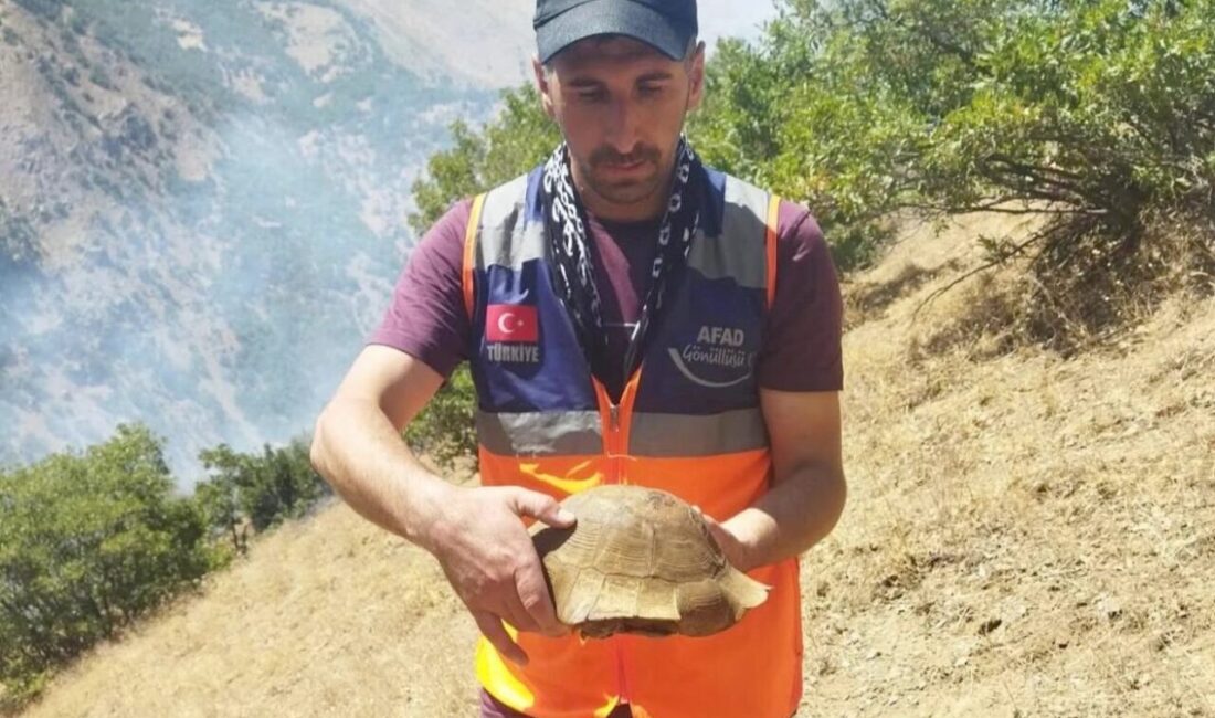 Hakkari’nin Şemdinli ilçesi kırsalında çıkan yangında, alevlerin arasında kalan kaplumbağa