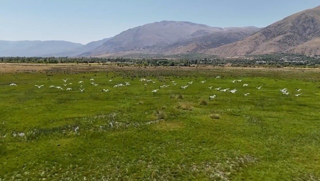 Her yıl binlerce yol kat ederek Afrika’dan göç eden leylek