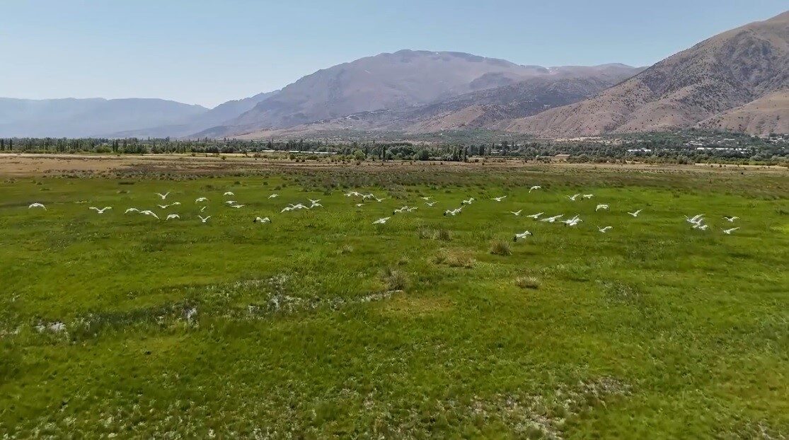Her yıl binlerce yol kat ederek Afrika’dan göç eden leylek