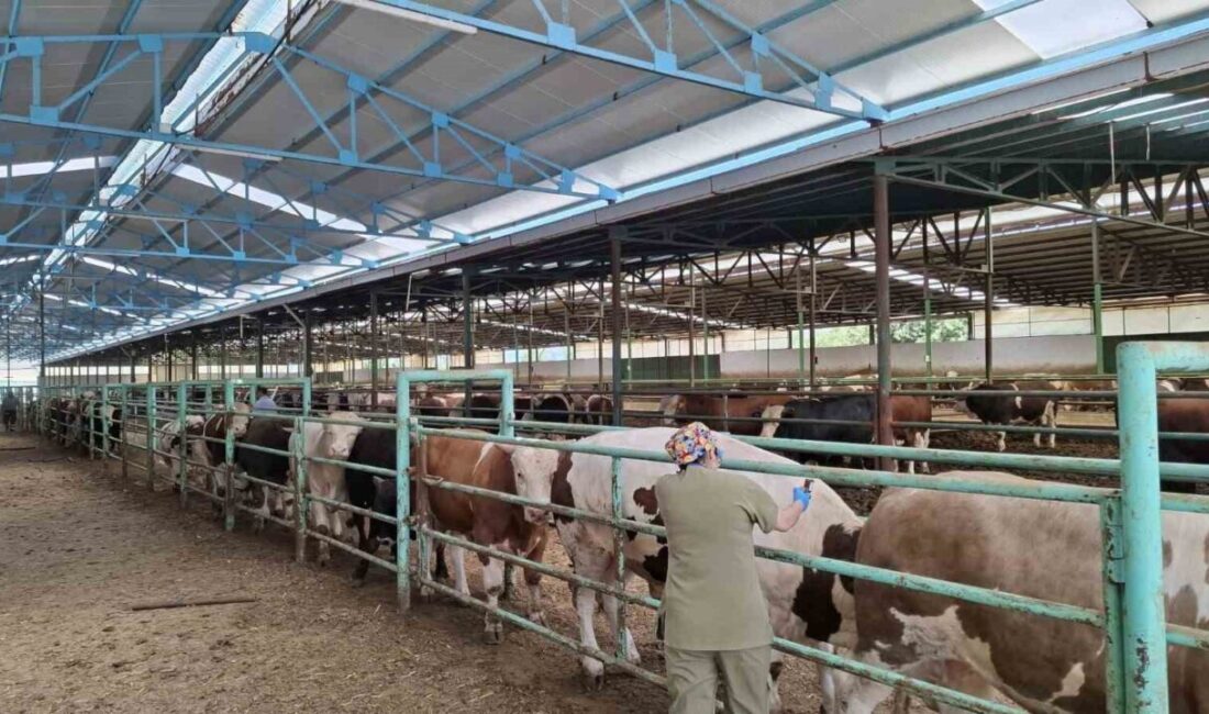 Afyonkarahisar Tarım ve Orman İl Müdürlüğü ekiplerinin şap hastalığı ile