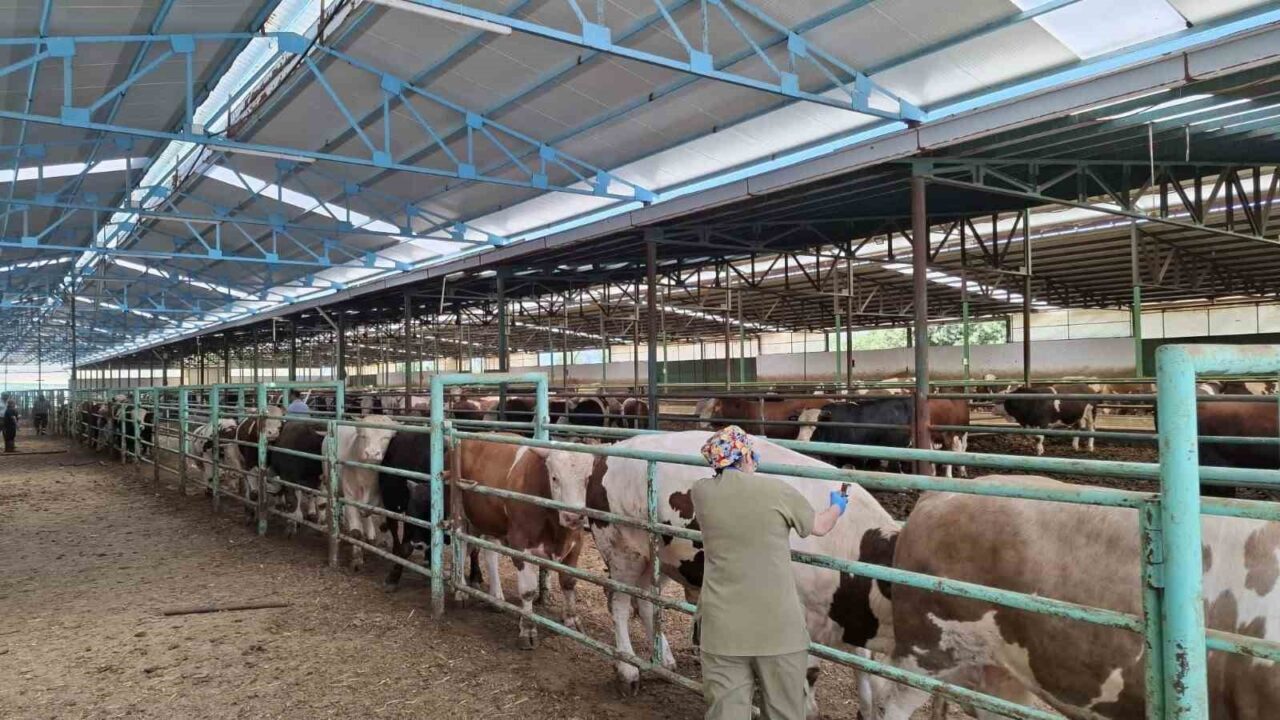 Afyonkarahisar Tarım ve Orman İl Müdürlüğü ekiplerinin şap hastalığı ile