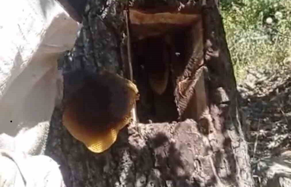 Elazığ’ın Palu ilçesinde arıların izini süren 2 kişi ağaç kovuğundan